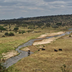 Elefanten am Tarafluss im Tarangire-Nationalpark im Juli 2012.