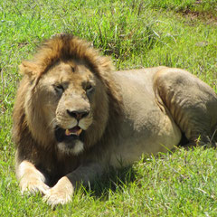 Löwenmännchen im Ngorongoro-Krater im Januar.