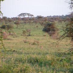 Sich versteckende Schakale am Zeltcamp in der Serengeti im Januar 2014.