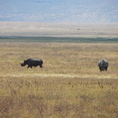 Rhino im Ngorongoro-Krater in Juli 2012.