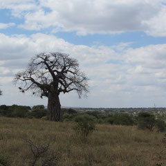 Laubloser Baobab-Baum im Juli.