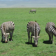 Zebras im Januar.