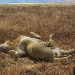 Löwenmännchen im Ngorongoro-Krater im Juli.