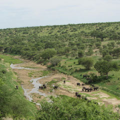 Elefanten am Tarafluss im Tarangire-Nationalpark im Januar 2014.