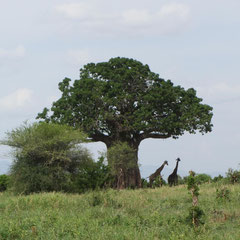 Laubtragender Baobab im Januar.