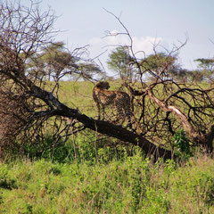 Gepard in der Serengeti im Januar 2014.
