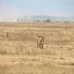 Wanderndes Löwenrudel im Ngorongoro-Krater im Juli.