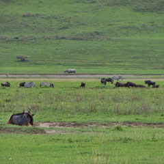 Rhino (mittig im Hintergrund) im Ngorongoro-Krater in Januar 2014.