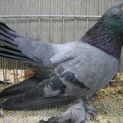 Persische Roller