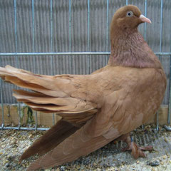 Debreciner Roller