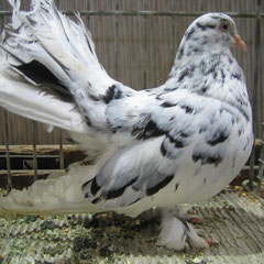 Debreciner Roller