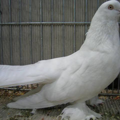 Persische Roller