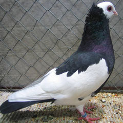 Kaschauer Roller