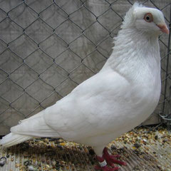Kaschauer Roller