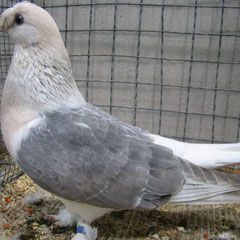Mardin Roller
