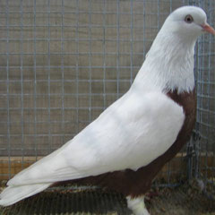 Krasnodarer