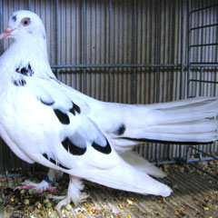 Ostslowakischer Roller