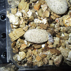 schlüpfender Leopardleguan