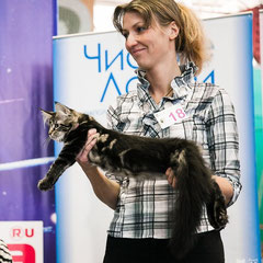 Афина (3,5 месяца) на Международной выставке «Wild wild cats» - 2013. г.Березовский.23-24 февраля 2013 г