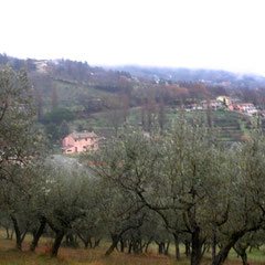 Ulivo lungo la strada per l'eremo di S. Damiano.