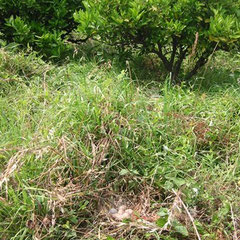 伊予柑畑で雉が卵を産んでいます。