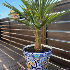 Bunter Blumenkübel mit Palme