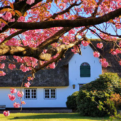 Kirschblüte am Reetdachhaus in Keitum auf Sylt
