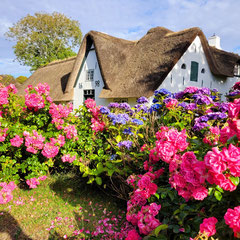 Reetdachhaus mit Heckenrosen in Keitum auf Sylt