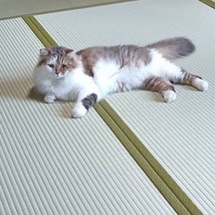 やっぱり畳は 癒されるニャ