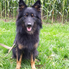 Aida / in Ausbildung zum Trailen