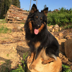 Aiko / Zuchtrüde / HD 0/0, ED 0/0