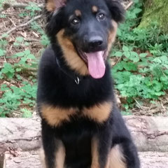 Elliot / Ausbildung zum Trailen