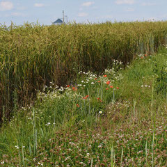 Wegrain im Borsumer Feld 2011