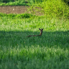 Rehbock im saftigem Grün