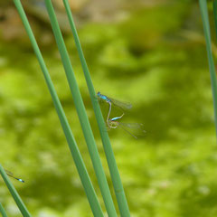 Azurjungfern bei der Paarung