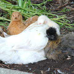 Auch diese Hühner wurden Opfer eines unfreundlichen Übergriffs