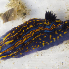 Doridiens : Hypselodoris / Felimare cantabrica trouvé dans les anfractuosités d'un rocher. (30 mm). Ce sont des mangeurs d'éponges