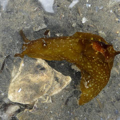 Aplysia punctata : autre vue
