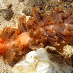 Spurilla neapolitana. Long : 2 cm