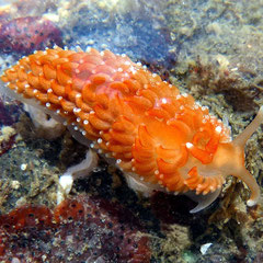 Aeolidiella sanguinea : autre vue