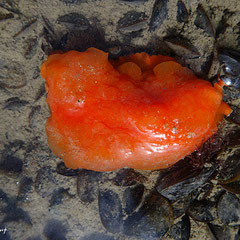Berthellina edwardsii, "limace" à micro coquille interne. Gros individu : 6 cm