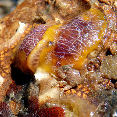 Détail de Doriopsilla ; 2 cm, à marée basse. On distingue bien aussi le porcellana, petit crabe au sein de bryozoaires et ascidies (Brotryllus)