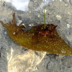 Aplysia punctata : espèce plus petite : 10 cm