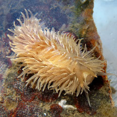 Aeolidia filomenae : 5 cm