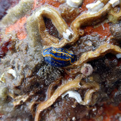 Felimare cantabrica dans son milieu de vie. Long : 1,5 cm