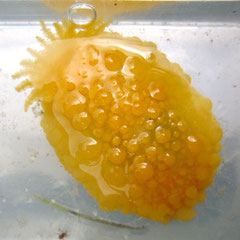 Autre nudibranche : Doris verrucosa, trouvé à proximité d'éponges ; 3 cm