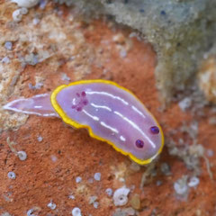 Felimida krohni. Longueur : 0,8 cm
