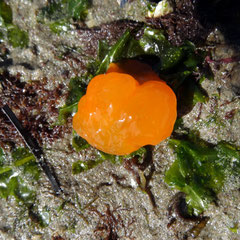 Berthellina rétracté. Fréquent sous les pierres. Taille normale : 4 cm
