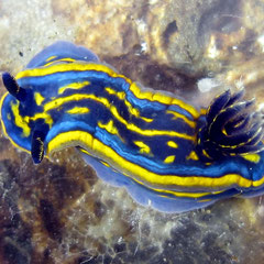 Individu plus petit : 2,5 cm