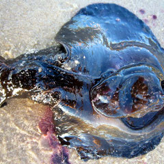 Aplysia fasciata (lièvre de mer) appelé aussi "pisse-vinaigre" : stressé (comme la seiche), il émet un liquide violet